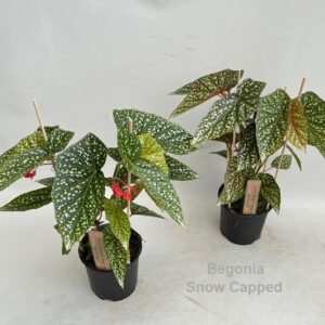 Begonia Begonia Snow Capped 14cm
(8 Plants/Order)(14cmP 50cmH)