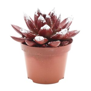 Echeveria Miranda Miranda coloured red + snow
(10 Plants/Order)(10.5cmP 13cmH)