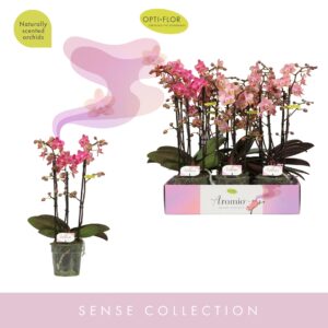 Phalaenopsis Multiflora Aromio mix 3 spike
(6 Plants/Order)(12cmP 35cmH)