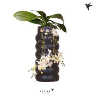 Phalaenopsis Multiflora Kolibri Orchids Phalaenopsis Victoria Fall in Bubble fall black
(3 Plants/Order)(9cmP 40cmH)