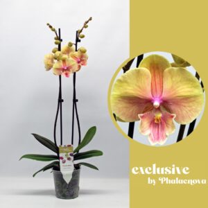 Phalaenopsis Daria 2-tak 60cm (GROEN)
(10 Plants/Order)(12cmP 60cmH)