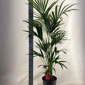 Howea forsteriana KENTIA - P24 H140 - 5PP - EcoLine (Howea forsteriana
(1 Plants/Order)(24cmP 140cmH)