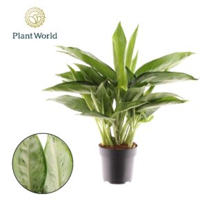 Aglaonema other Aglaonema Silverado
(1 Plants/Order)(17cmP 45cmH)