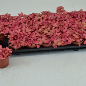 Fittonia PINK SPECIAL 8,5 CM
(21 Plants/Order)(8.5cmP 12cmH)