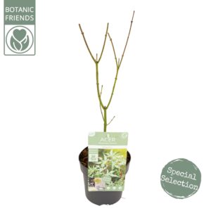 Acer palmatum Ukigumo Acer palm. 'Ukigumo'
(6 Plants/Order)(15cmP 45cmH)