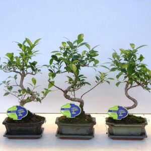 Bonsai dwergvorm loofhout Ficus retusa, 15cm., shape, with drip tray
(10 Plants/Order)(15cmP 30cmH)