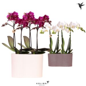 Arrangement Phalaenopsis Kolibri Orchids Phalaenopsis mix 4 spike in Gili twin Pot mix
(3 Plants/Order)(18cmP 40cmH)
