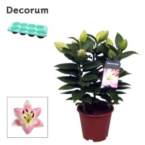 Lilium Souvenir Lilium OR Souvenir 13cm
(8 Plants/Order)(13cmP 45cmH)