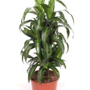 Dracaena Hawaiian Sunshine Dracaena Hawaiian Sunshine
(1 Plants/Order)(24cmP 100cmH)