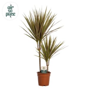Dracaena Bicolor Dracaena Bicolor p17, 30+10
(6 Plants/Order)(17cmP 75cmH)