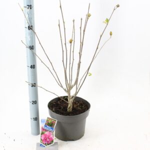 Hibiscus syriacus Hibiscus syr. Magenta Chiffon ('Rwoods5'PBR)
(1 Plants/Order)(23cmP 70cmH)