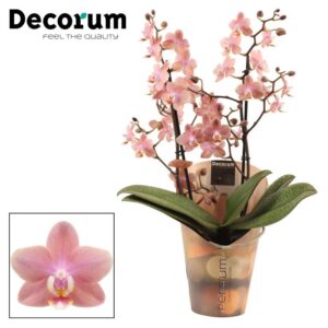 Phalaenopsis Odorion Fragrant Phalaenopsis perfíum 2+ spike Odorion (Decorum)
(6 Plants/Order)(12cmP 35cmH)