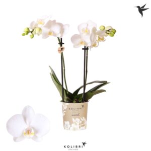 Phalaenopsis Multifl. typ Floriclon Kolibri Orchids Phalaenopsis Alaska 2 spike
(12 Plants/Order)(9cmP 40cmH)