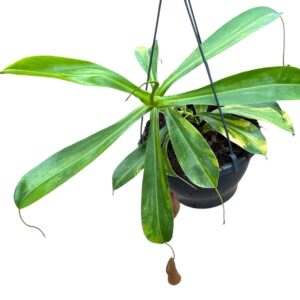 Nepenthus Nepenthes Alata Aurea
(1 Plants/Order)(20cmP 40cmH)