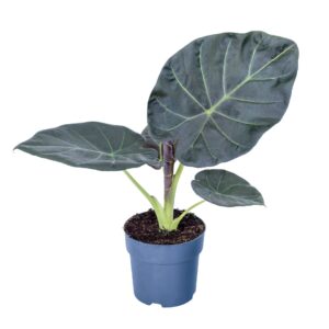 Alocasia Alocasia Regal Shields 17cm
(6 Plants/Order)(17cmP 65cmH)