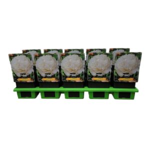 Paeonia Paeonia Lactiflora 'Gardenia' P11
(10 Plants/Order)(11cmP 25cmH)