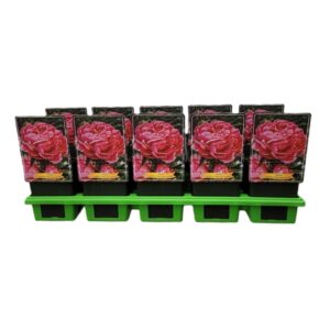 Paeonia Alexander Fleming Paeonia Lactiflora 'Alexander Flemming' P11
(10 Plants/Order)(11cmP 25cmH)