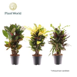 Codiaeum Codiaeum Croton busch mixed 2-3 Types
(1 Plants/Order)(17cmP 60cmH)