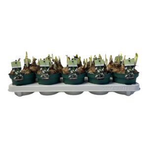 Leucojum aestivum Leucojeum Gravety Giant
(10 Plants/Order)(12cmP 15cmH)