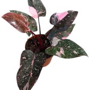 Philodendron Philodendron Pink Princess Marble
(8 Plants/Order)(14cmP 30cmH)