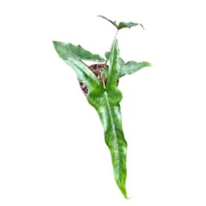 Alocasia Alocasia Sabrina Narrow
(20 Plants/Order)(7cmP 10cmH)