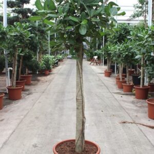 Ficus benghalensis Ficus Benghalensis
(1 Plants/Order)(55cmP 240cmH)