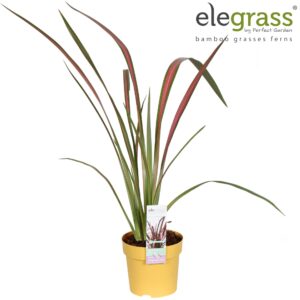 Phormium tenax Phormium 'Pink Flamingo' P14
(6 Plants/Order)(14cmP 65cmH)