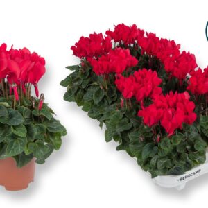 Cyclamen Super Serie C Cyclaam-XL-ROOD
(8 Plants/Order)(10.5cmP 25cmH)