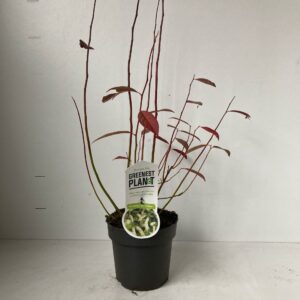 Itea Henrys Garnet Itea virginica 'Henry's Garnet'
(1 Plants/Order)(17cmP 60cmH)