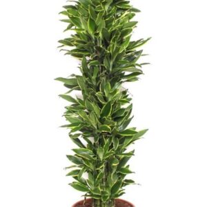 Dracaena Golden Coast Dracaena Golden Coast
(1 Plants/Order)(45cmP 230cmH)