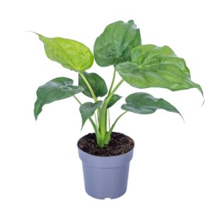 Alocasia cucullata Alocasia Cucullata 17cm
(6 Plants/Order)(17cmP 65cmH)