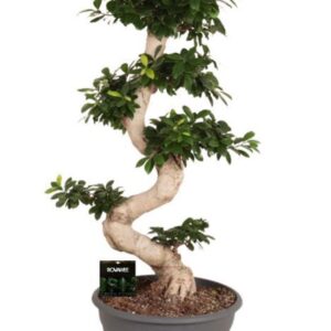 Ficus Ginseng Ficus micr. S-type
(1 Plants/Order)(35cmP 110cmH)