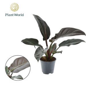 Philodendron Imperial Red Philodendron Imperial Red
(6 Plants/Order)(14cmP 35cmH)