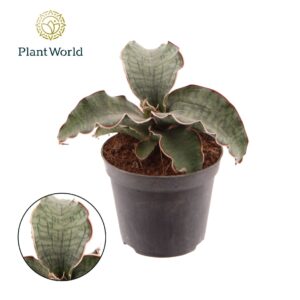 Sansevieria Silver Blue Sansevieria Kirkii Silver Blue
(12 Plants/Order)(8.5cmP 20cmH)