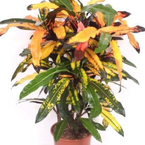 Codiaeum Codiaeum variegatum kleinb Mango (Croton)
(1 Plants/Order)(27cmP 110cmH)