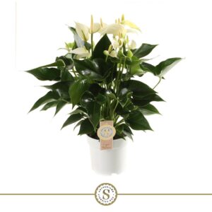 Anthurium White Champion White Champion 14cm
(6 Plants/Order)(14cmP 50cmH)