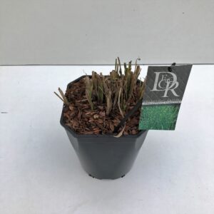 Miscanthus sinensis Strictus Miscanthus 'Strictus'
(1 Plants/Order)(23cmP 70cmH)