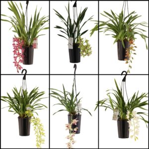 Cymbidium mix 1 spike
(8 Plants/Order)(14cmP 60cmH)