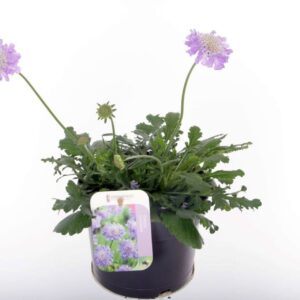 Scabiosa Butterfly Blue Scabiosa columbaria Butterfly Blue
(1 Plants/Order)(17cmP 35cmH)