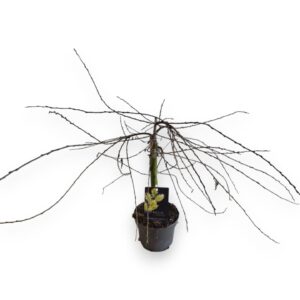 Salix repens Iona Salix repens 'Iona' 20cm stam P13
(8 Plants/Order)(13cmP 35cmH)