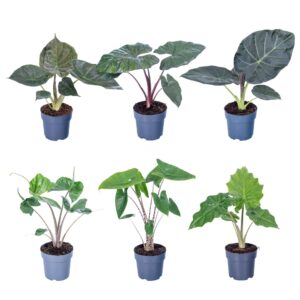 Alocasia mixed Alocasia mixed 17cm
(6 Plants/Order)(17cmP 65cmH)