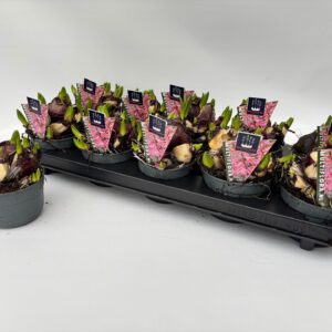 Hyacinthus Multiflora ty 10.5 cm pink Hyacint Multiflora
(10 Plants/Order)(10.5cmP 15cmH)