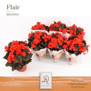Begonia Mocca Orange Begonia Mocca Orange P14 Dolc'Amore® Flair
(6 Plants/Order)(14cmP 31cmH)