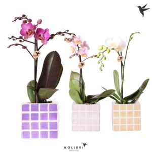 Phalaenopsis Multiflora Kolibri Orchids Phalaenopsis mix 1 spike in Mosa Pot pink mix
(6 Plants/Order)(9cmP 40cmH)
