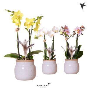 Phalaenopsis mixed 2 spike in Vintage Bowl white
(6 Plants/Order)(9cmP 40cmH)