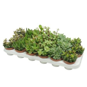 Crassula Crassula mix 8,5 cm
(18 Plants/Order)(8.5cmP 15cmH)