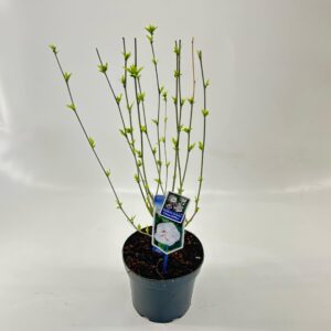 Hibiscus syriacus Hibiscus syr. 'China Chiffon'
(1 Plants/Order)(23cmP 70cmH)