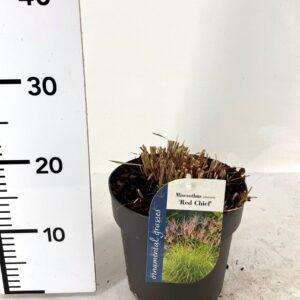 Miscanthus Red Chief Miscanthus sinensis Red Chief
(1 Plants/Order)(19cmP 15cmH)