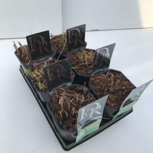 Siergrassen mix Miscanthus mix in tray
(6 Plants/Order)(17cmP 30cmH)