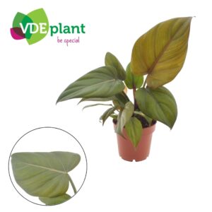Philodendron Philodendron Summer Glory 12cm
(10 Plants/Order)(12cmP 25cmH)